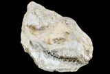 Oreodont (Merycoidodon) Skull - South Dakota #113106-2